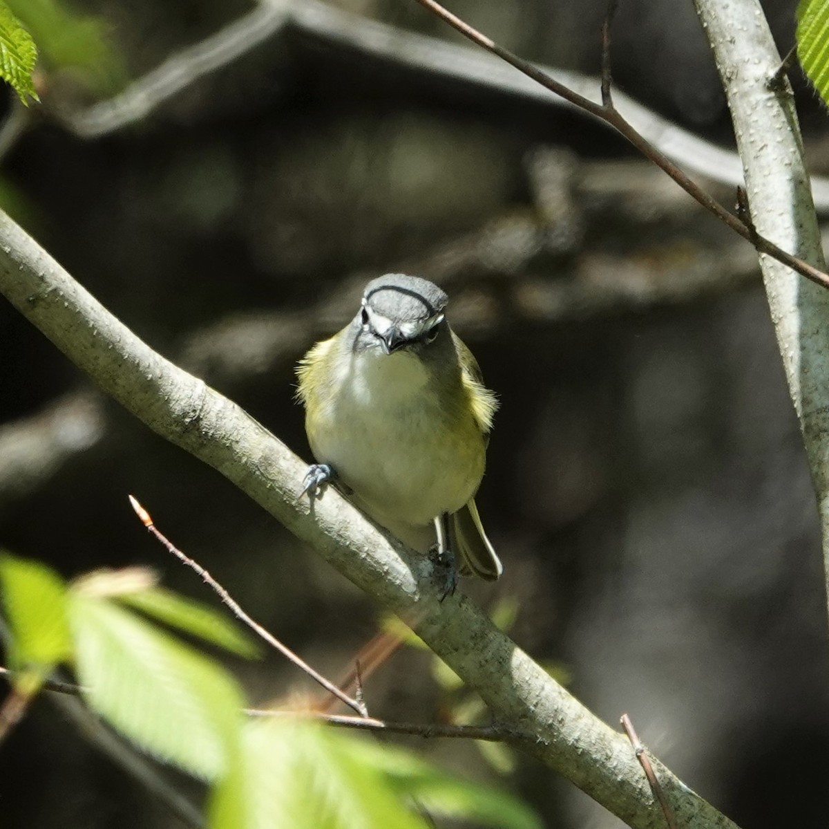 Blue-headed Vireo - ML574053501