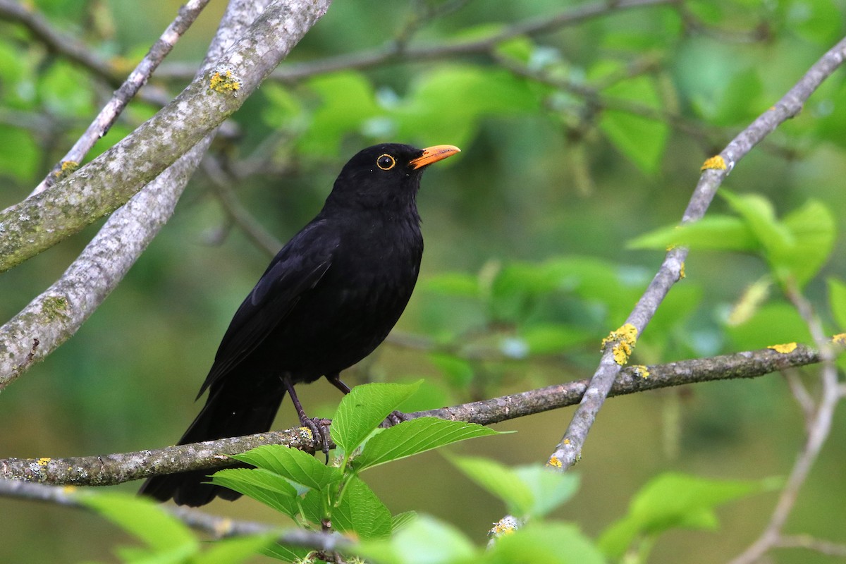 Eurasian Blackbird - ML574053781