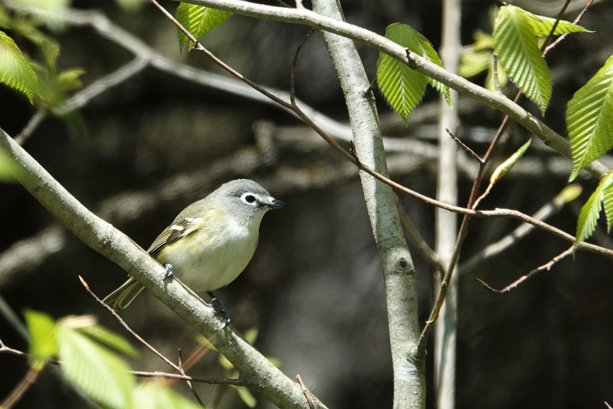 Blue-headed Vireo - ML574053891