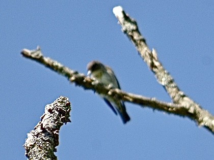 Olive-sided Flycatcher - ML574054121