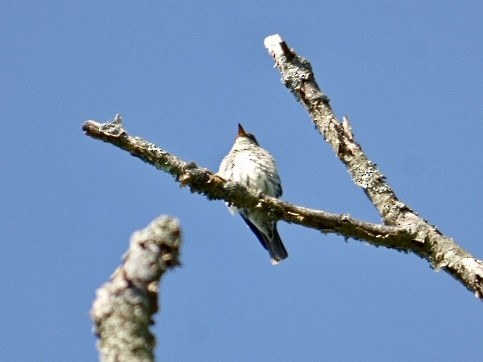 Olive-sided Flycatcher - ML574054141