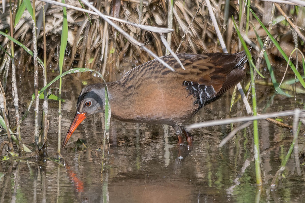 Virginia Rail - Chris Olson