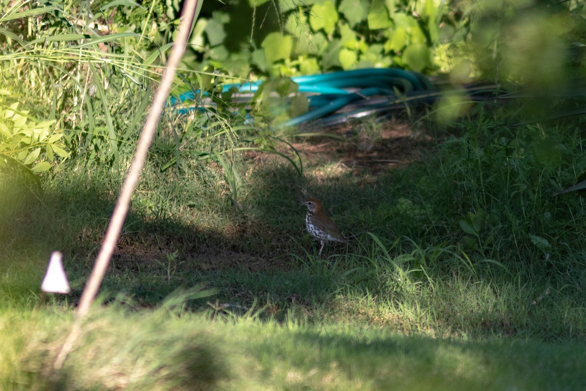 Wood Thrush - ML574054881