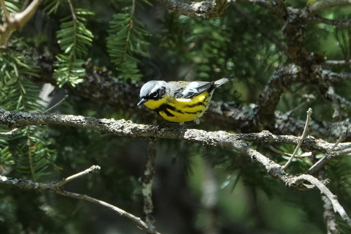 Magnolia Warbler - ML574055081