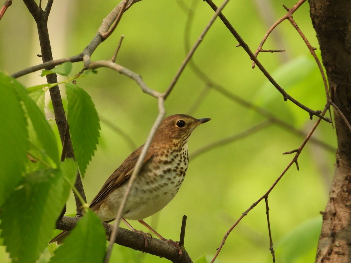 Swainson's Thrush - Kassie Slotty