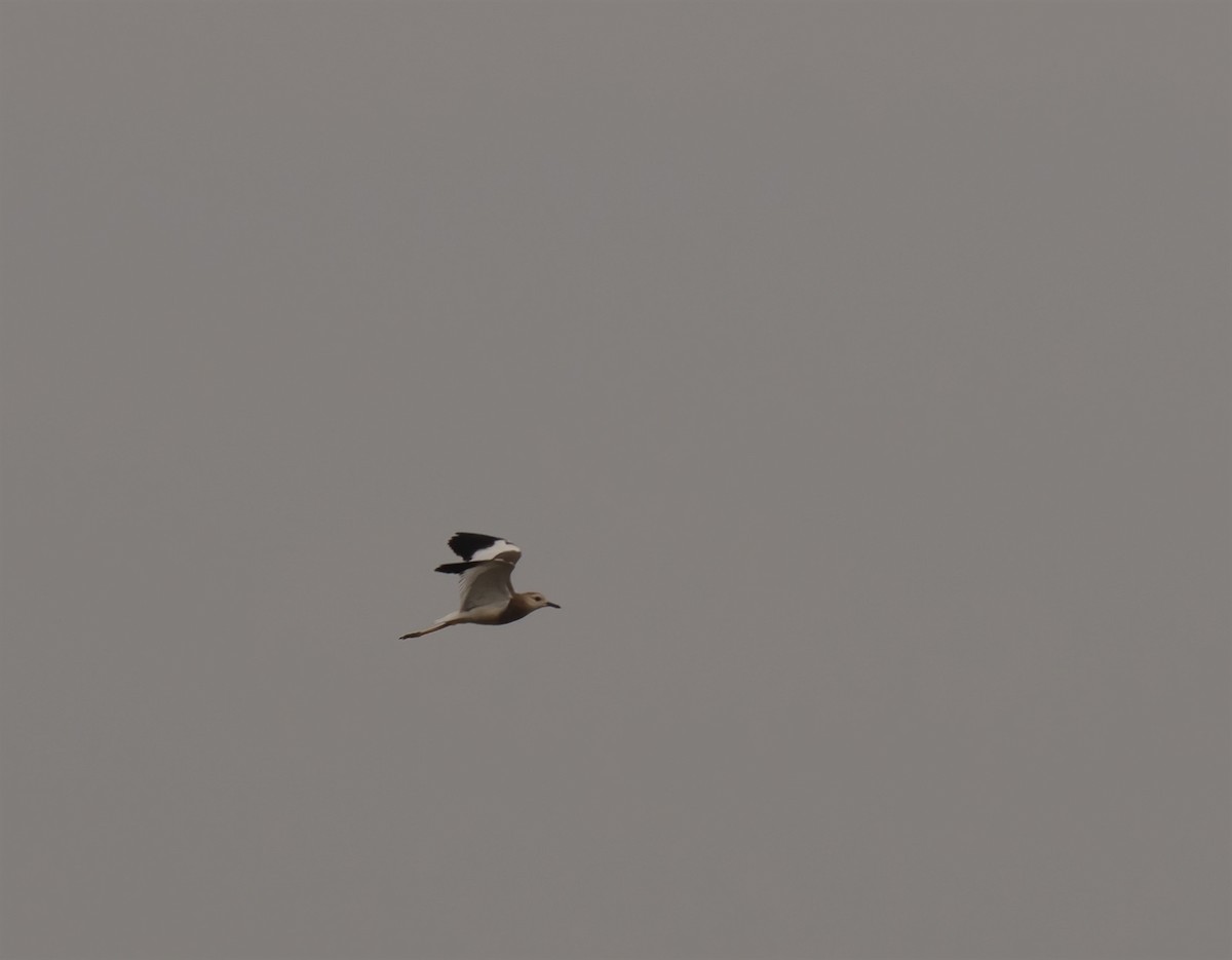 White-tailed Lapwing - Tor Egil Høgsås