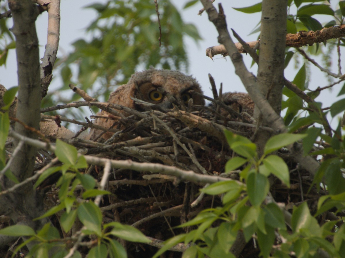 Great Horned Owl - ML574058781