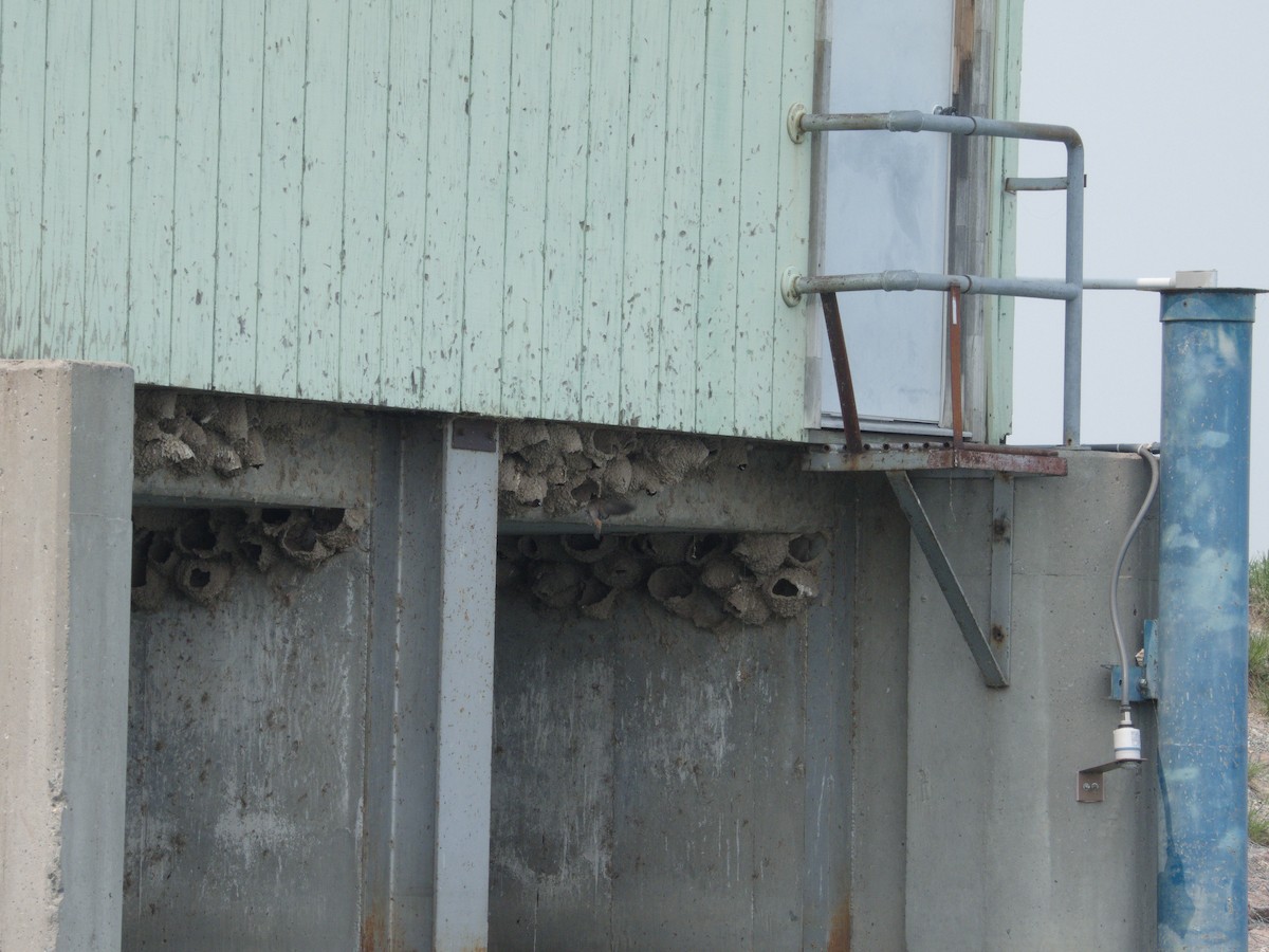 Cliff Swallow - ML574058991