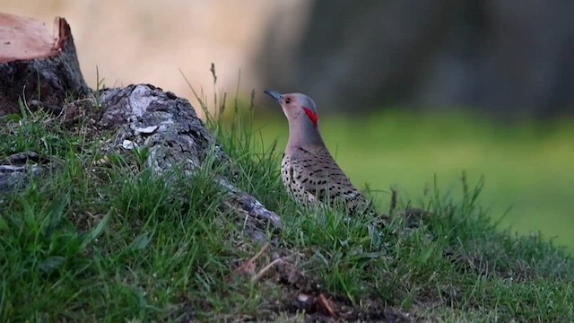 Northern Flicker (Yellow-shafted) - ML574059021