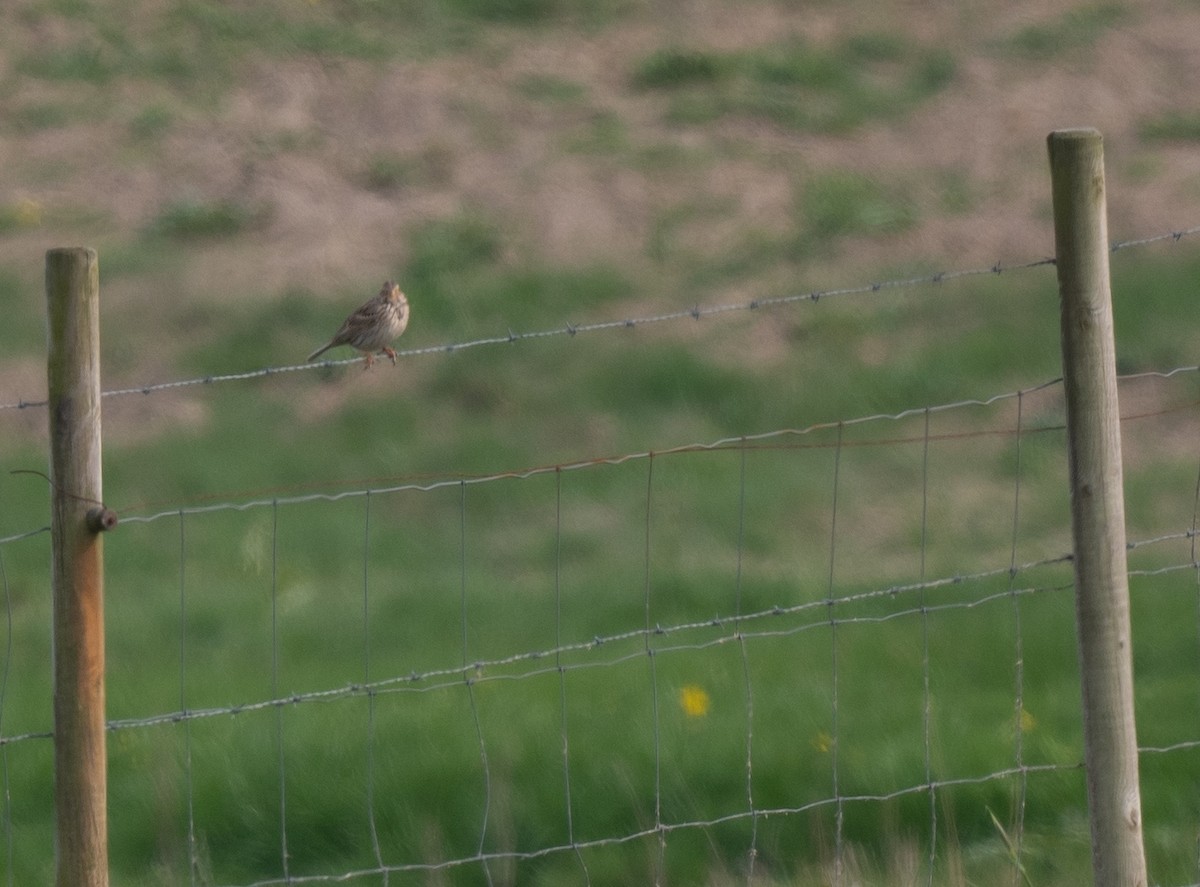 Corn Bunting - Tor Egil Høgsås