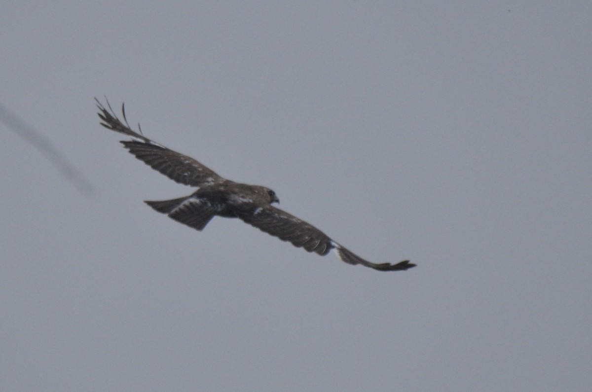 Broad-winged Hawk - ML574060181