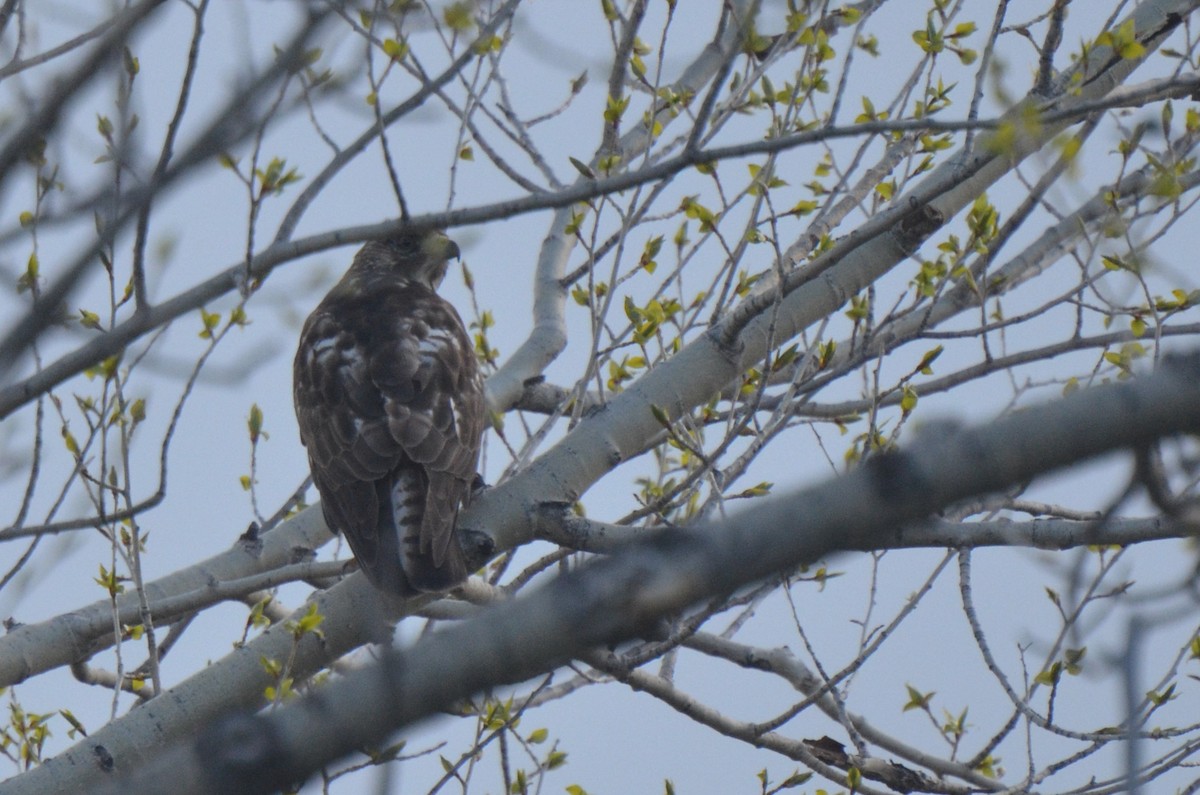 Broad-winged Hawk - Aidan Place