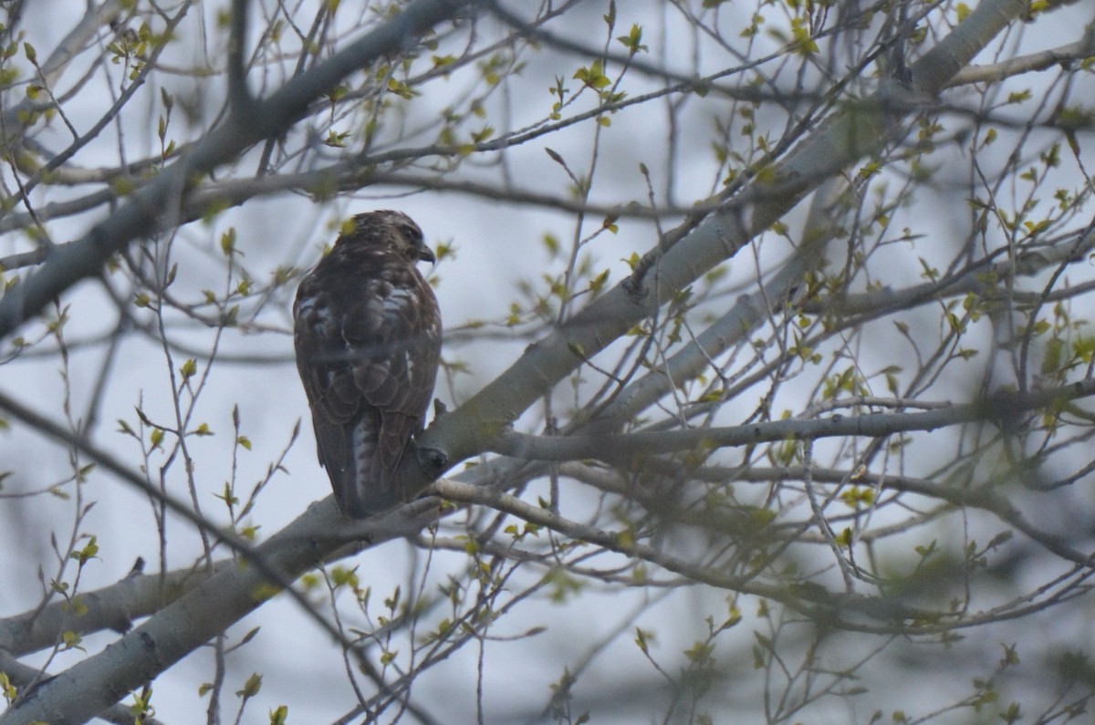 Broad-winged Hawk - Aidan Place