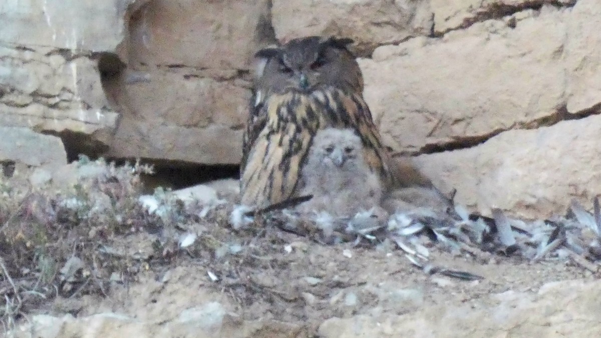 Eurasian Eagle-Owl - ML574062841