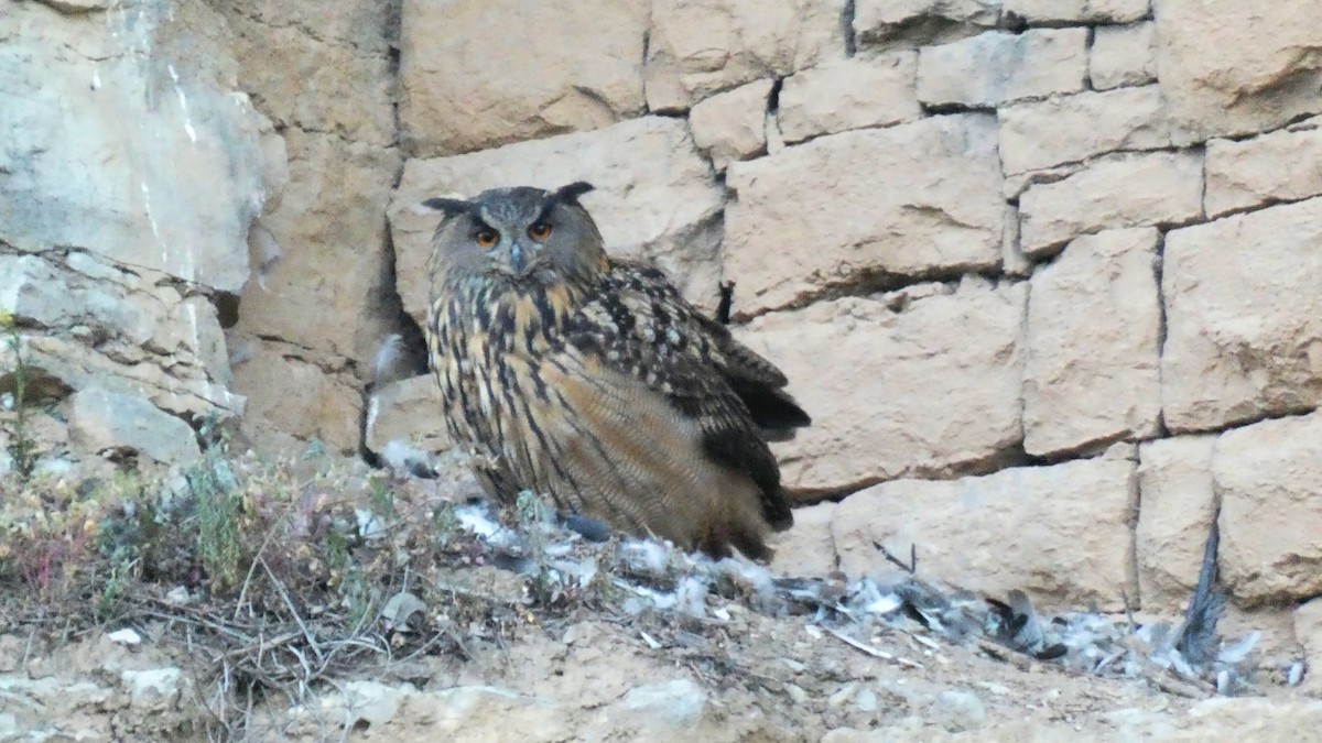 Eurasian Eagle-Owl - ML574062931
