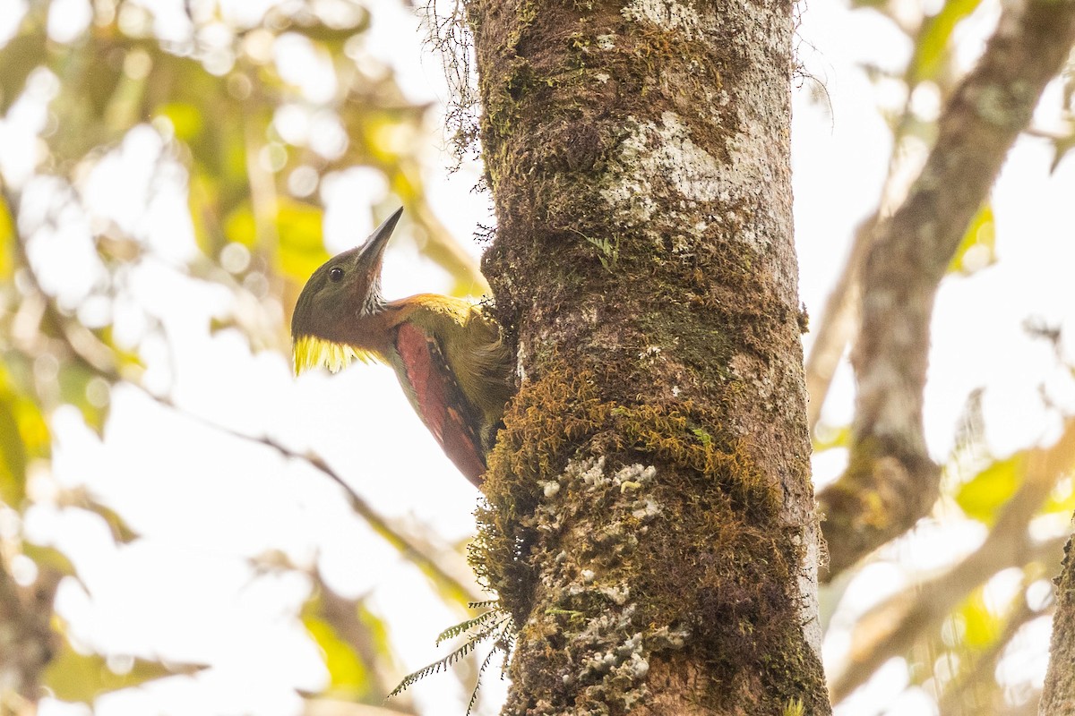 Checker-throated Woodpecker (Checker-throated) - ML574062981