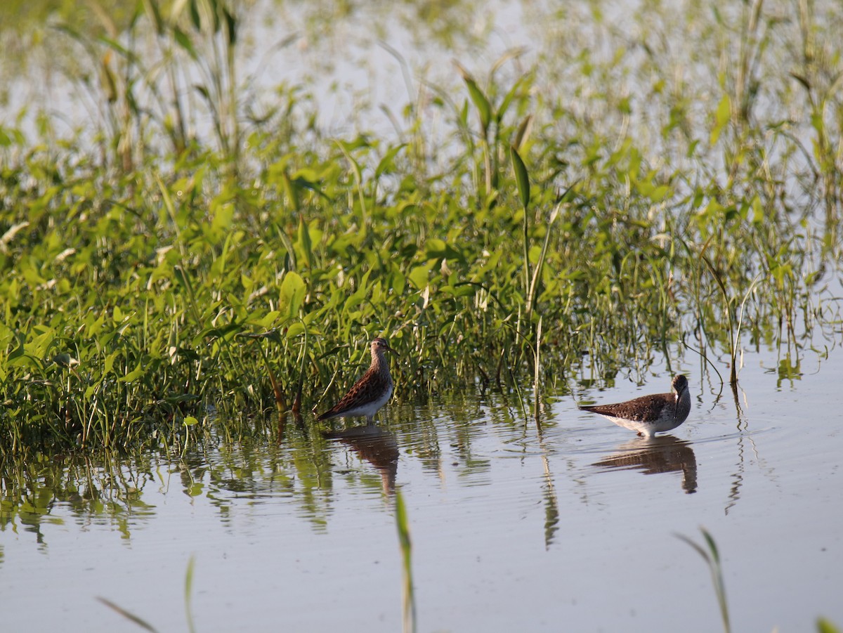 Graubrust-Strandläufer - ML574063851