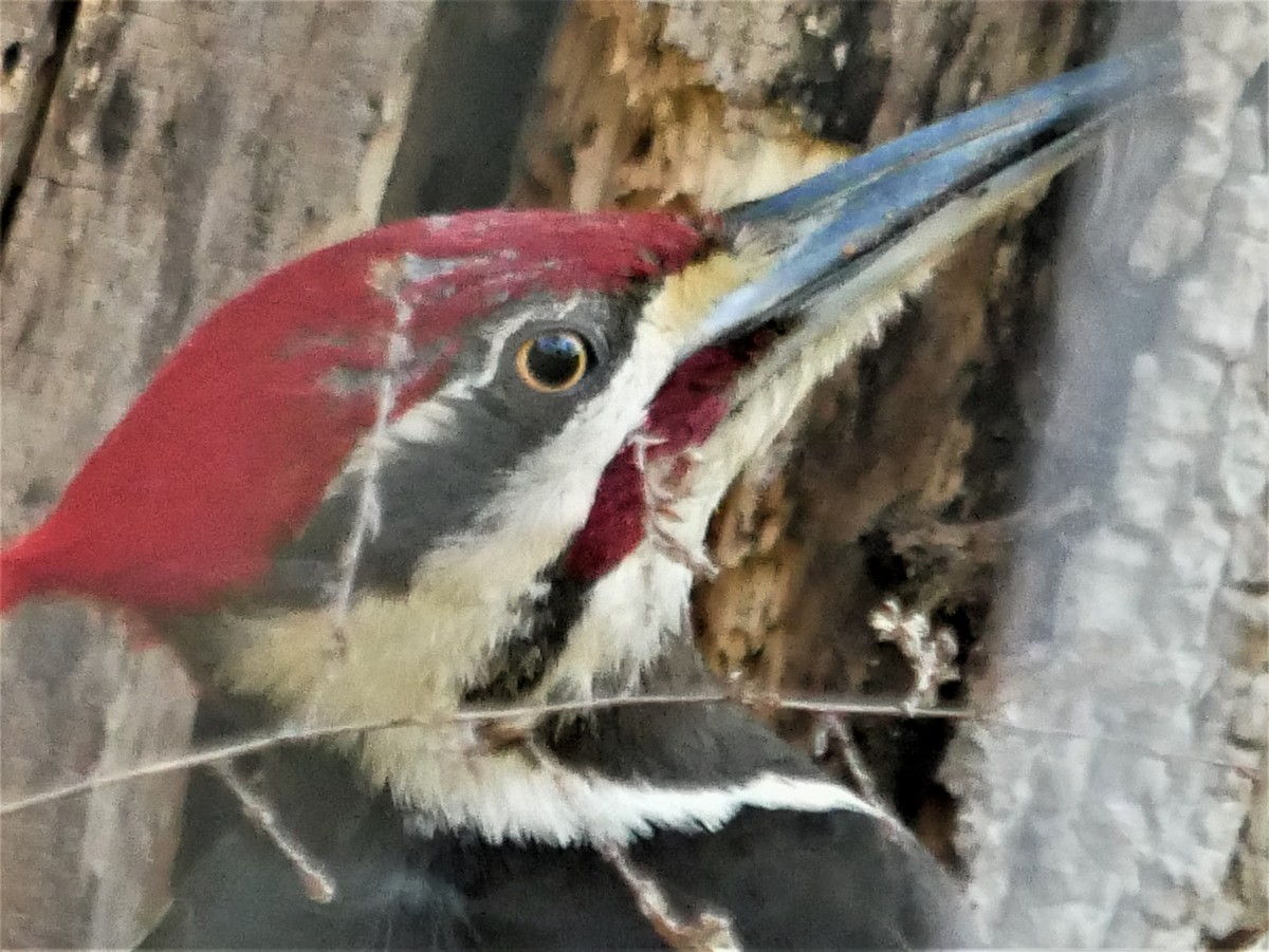 Pileated Woodpecker - ML574064001