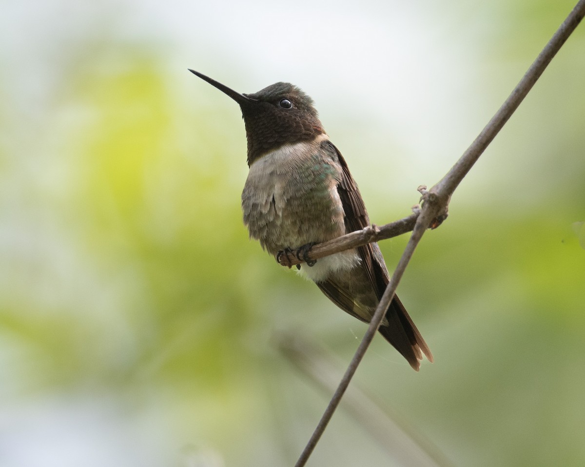 Ruby-throated Hummingbird - ML574065461
