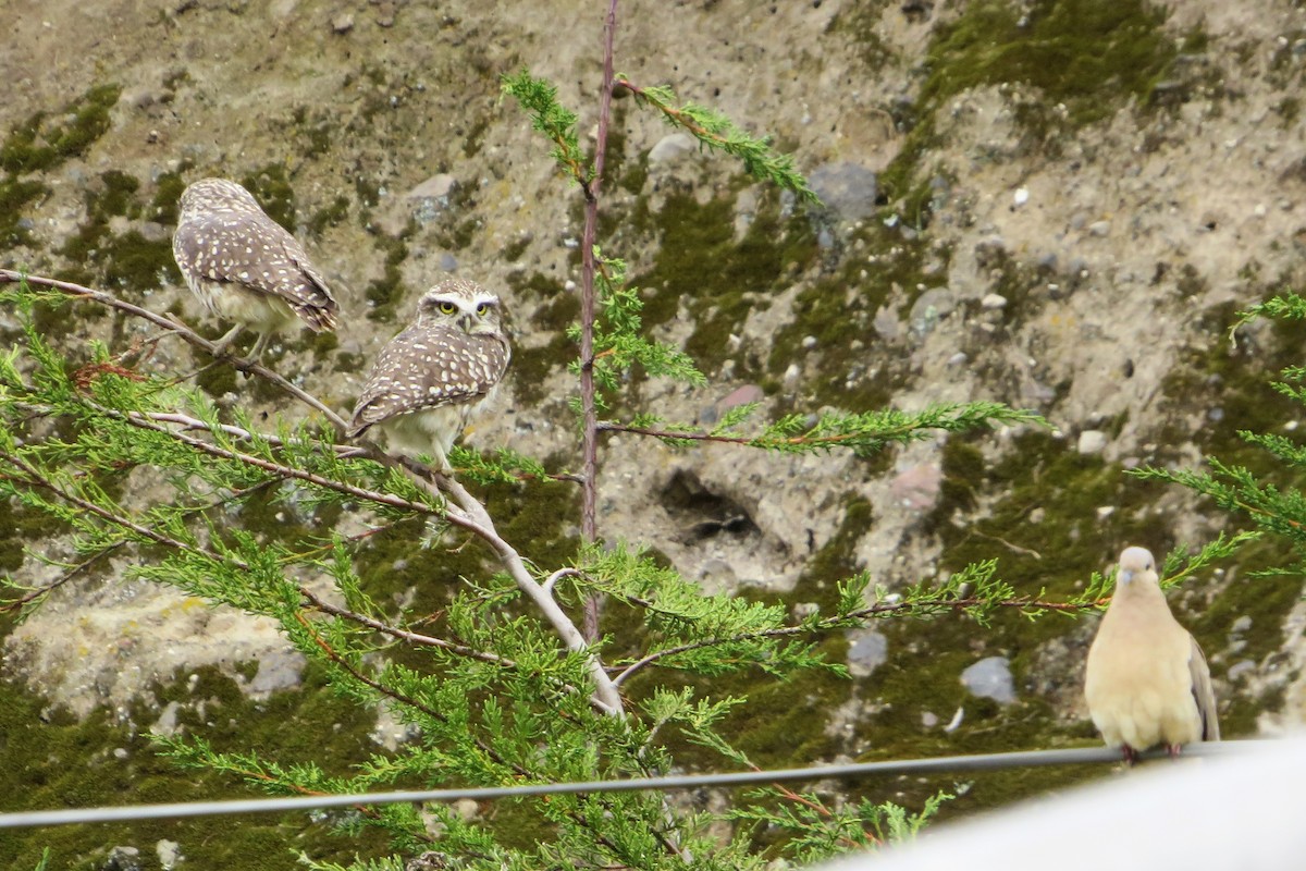 Burrowing Owl - ML574066021