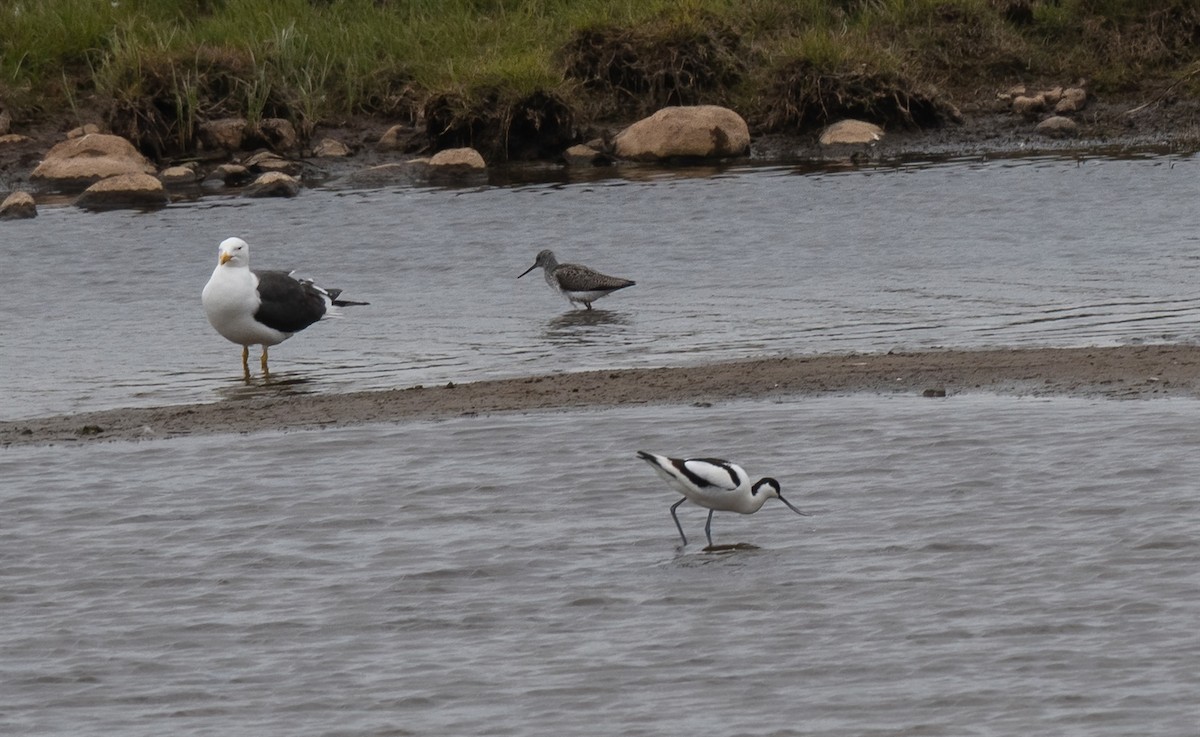 Pied Avocet - Tor Egil Høgsås