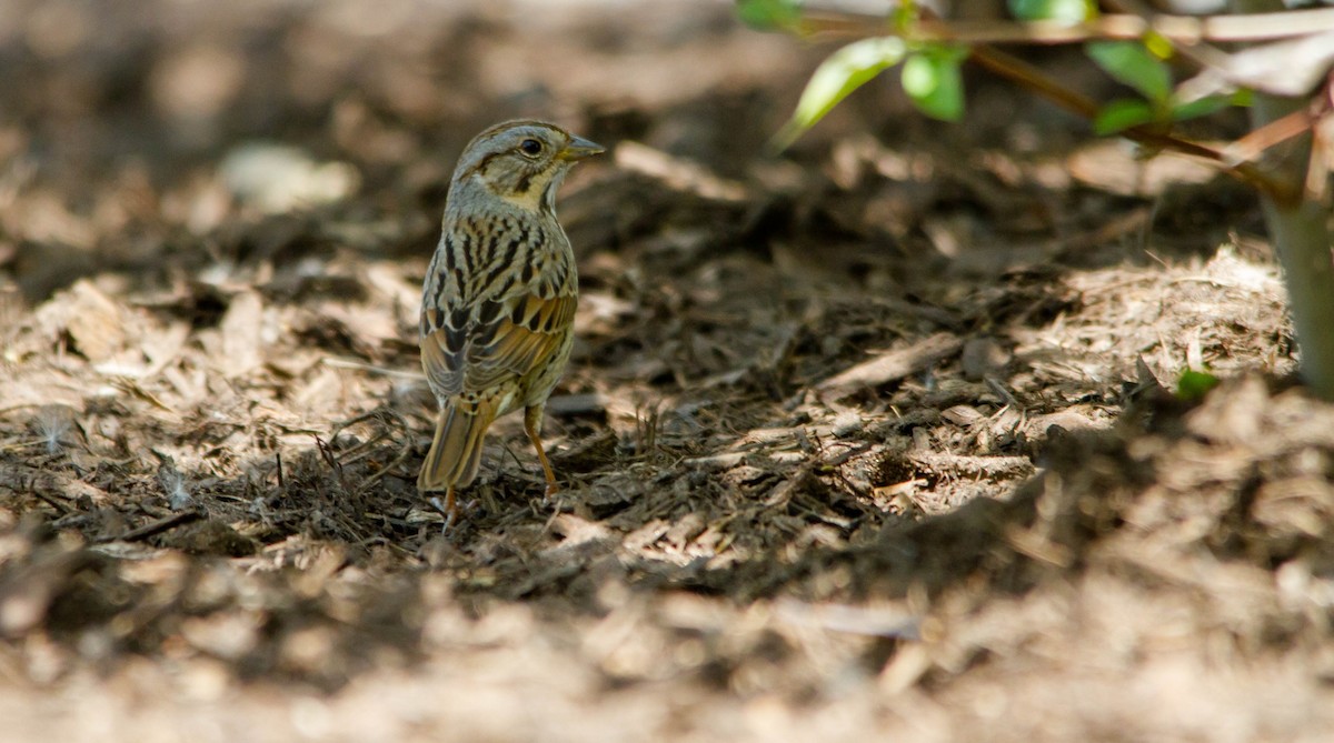 Lincoln's Sparrow - Nathan Tea