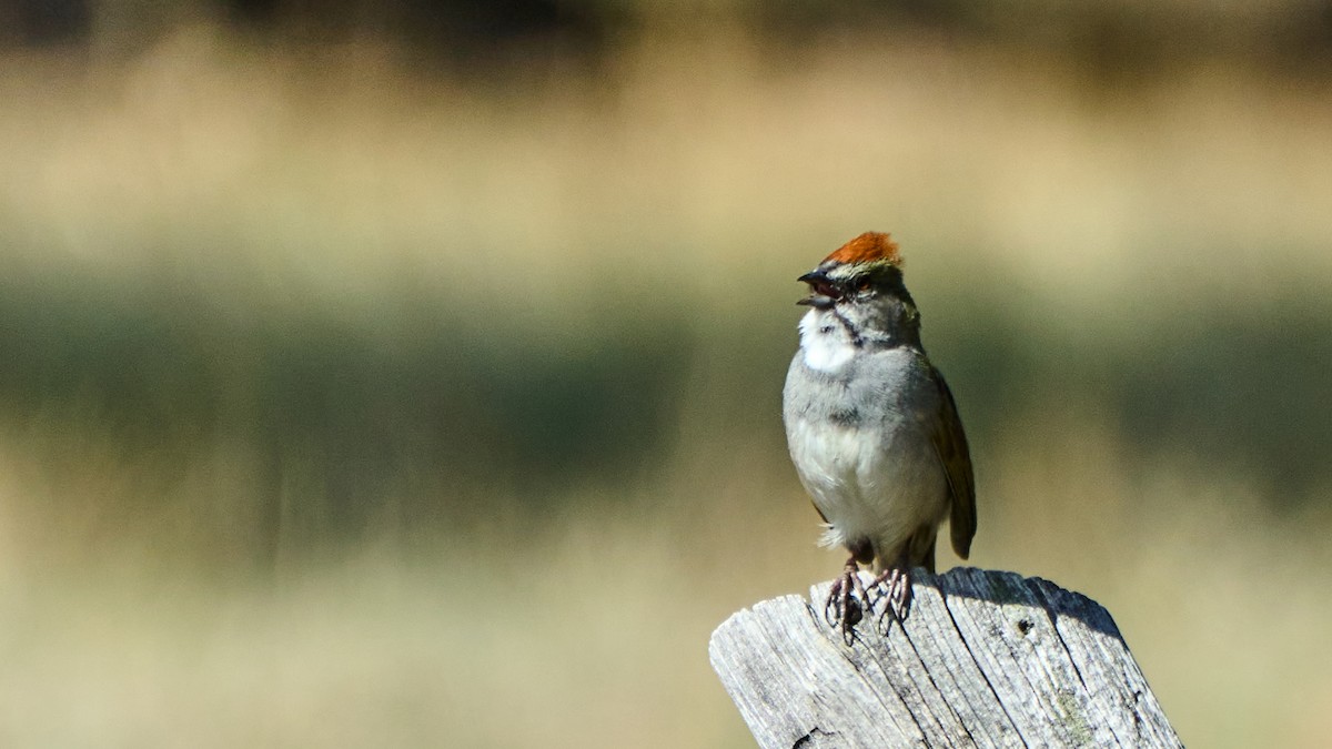 Green-tailed Towhee - ML574066351