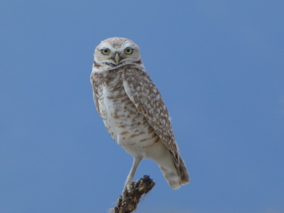 Burrowing Owl - ML574066381