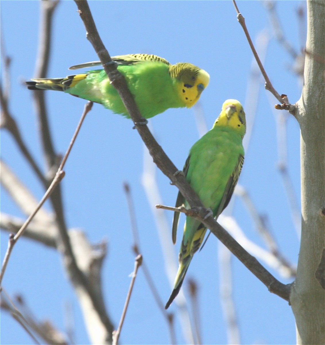 Budgerigar - ML574066561