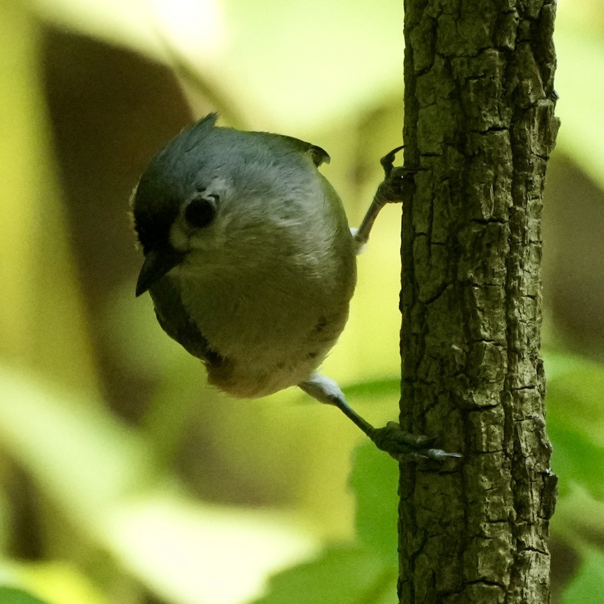 Tufted Titmouse - Charlene Fan