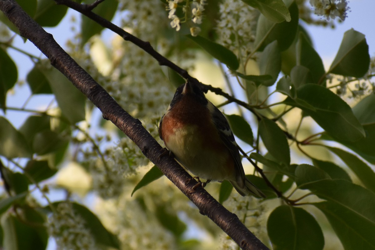 Bay-breasted Warbler - ML574067351