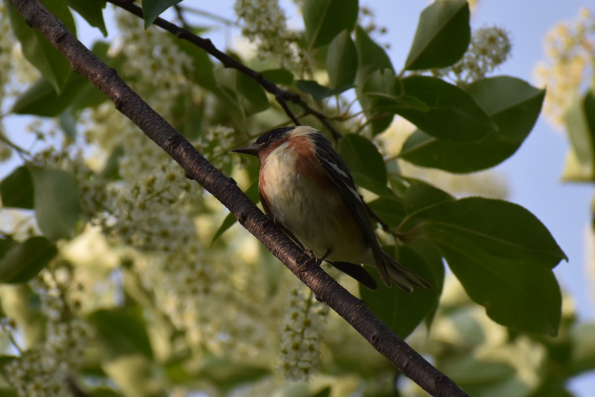 Bay-breasted Warbler - ML574067361