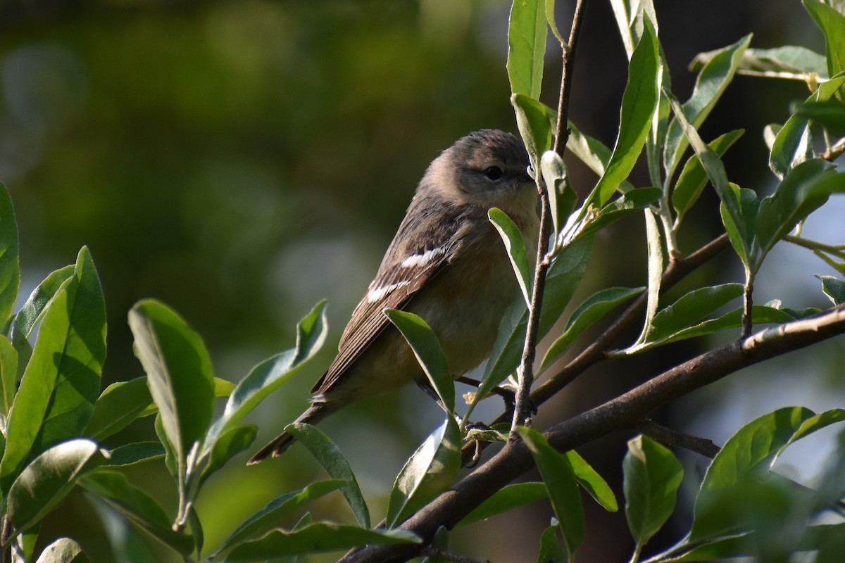 Bay-breasted Warbler - ML574067371