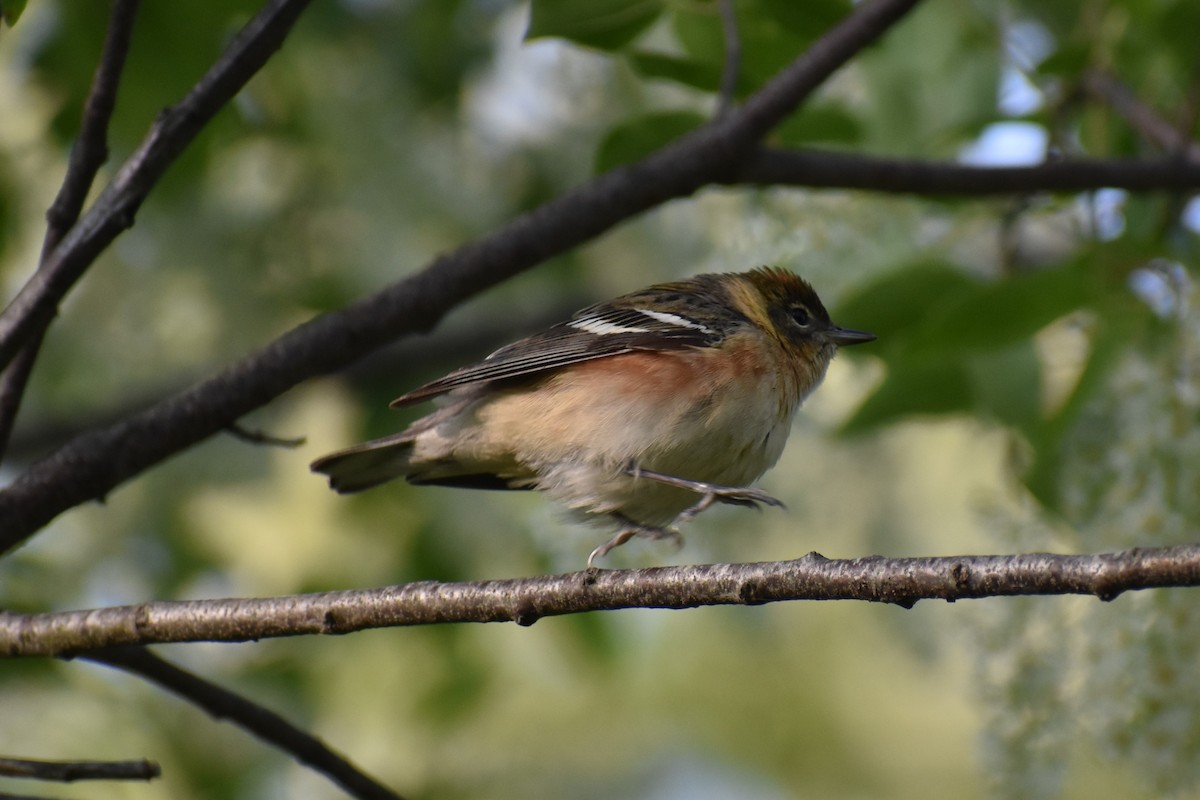 Bay-breasted Warbler - ML574067381