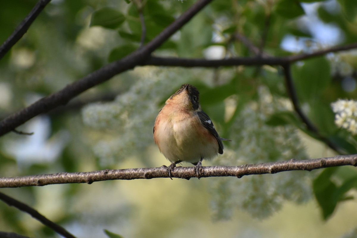 Bay-breasted Warbler - ML574067391