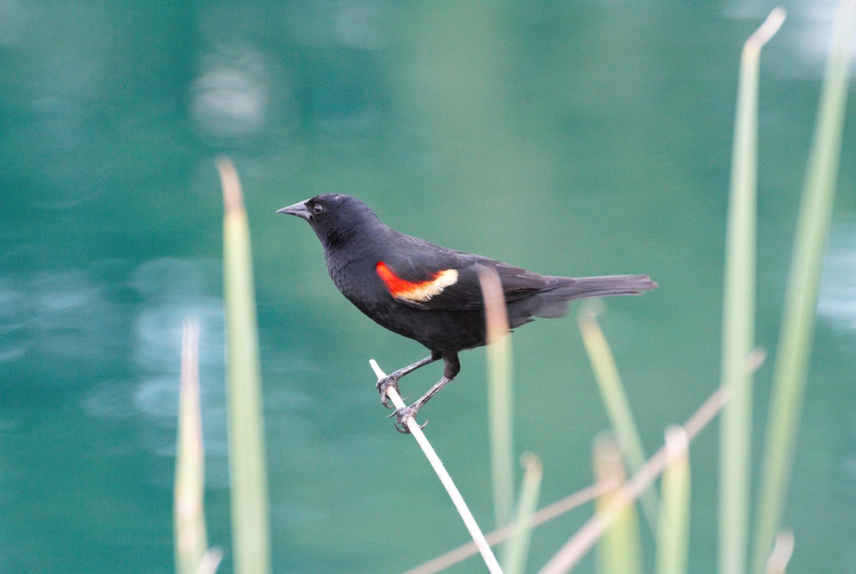 Red-winged Blackbird - ML574068721