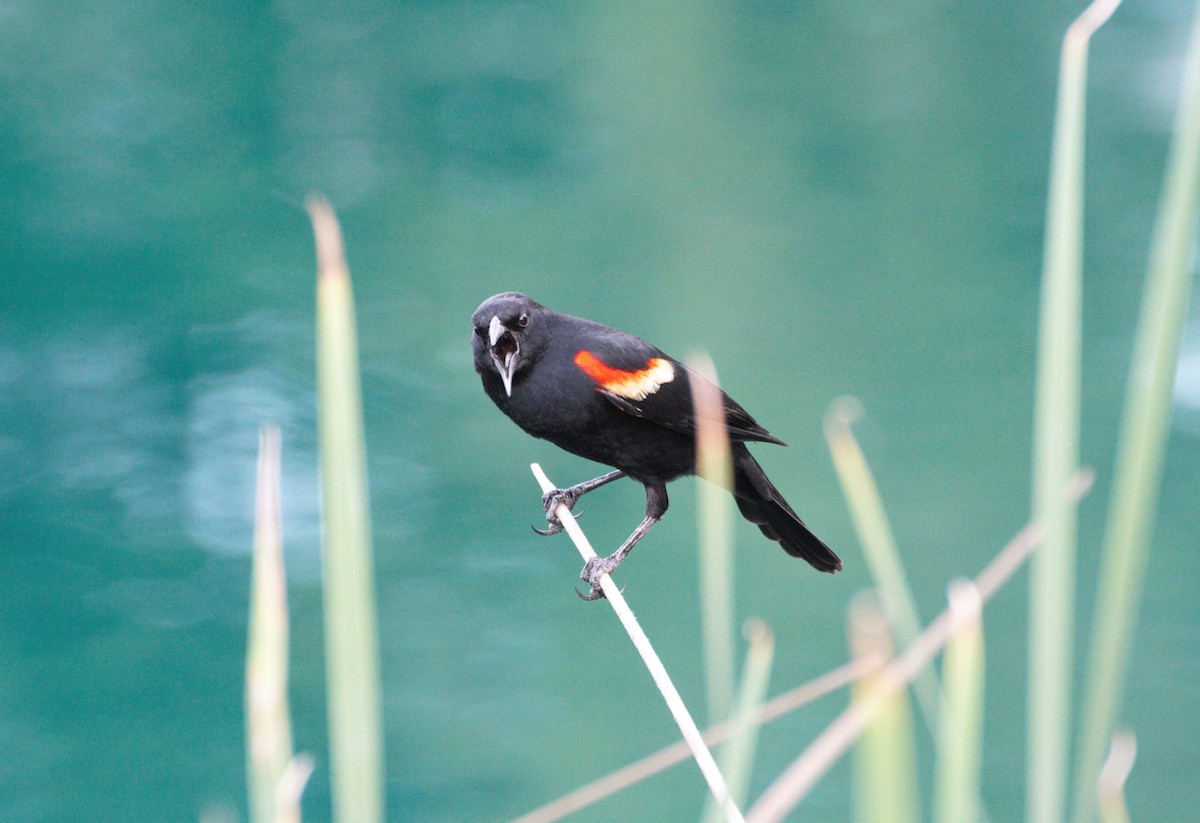 Red-winged Blackbird - ML574068731