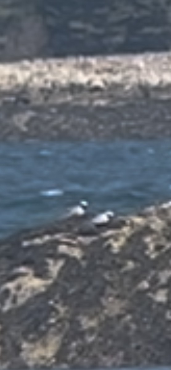 Black-bellied Plover - chel sea