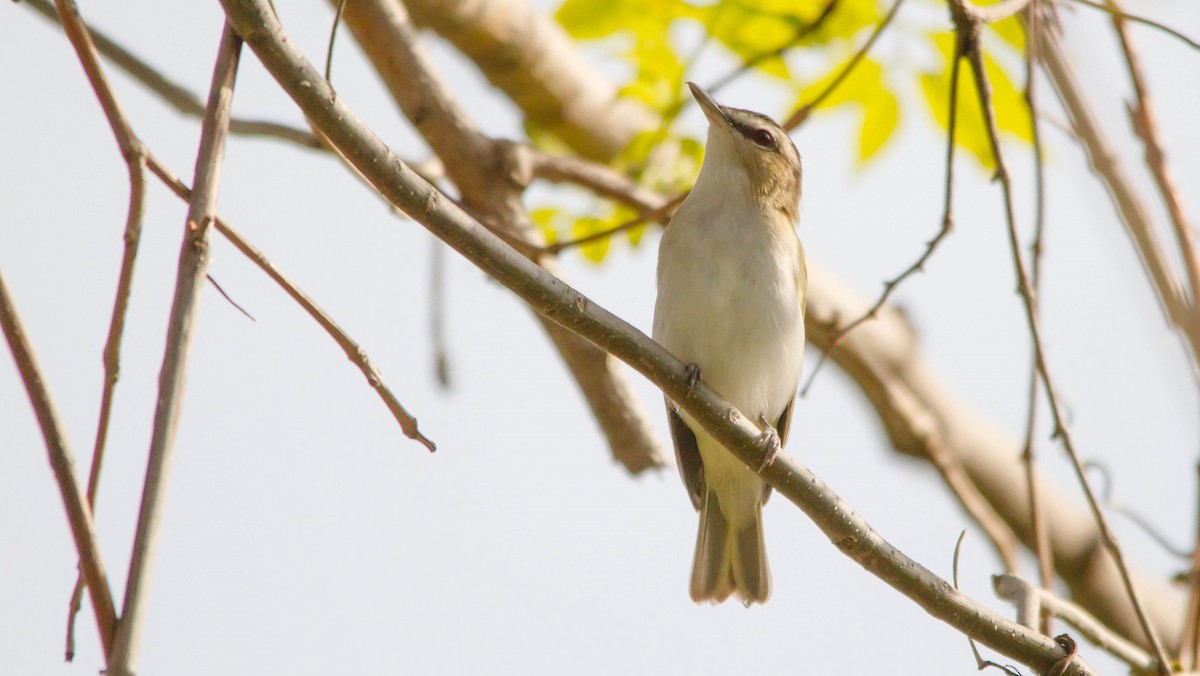 Red-eyed Vireo - Nathan Tea