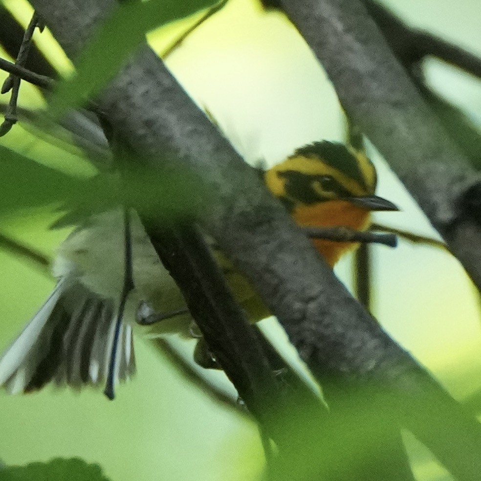 Blackburnian Warbler - Charlene Fan