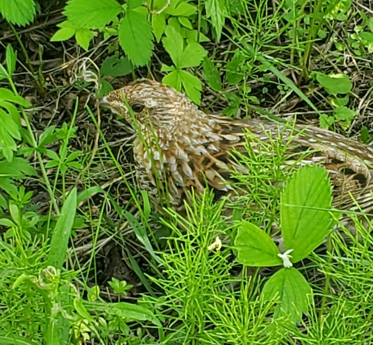 Ruffed Grouse - ML574070081