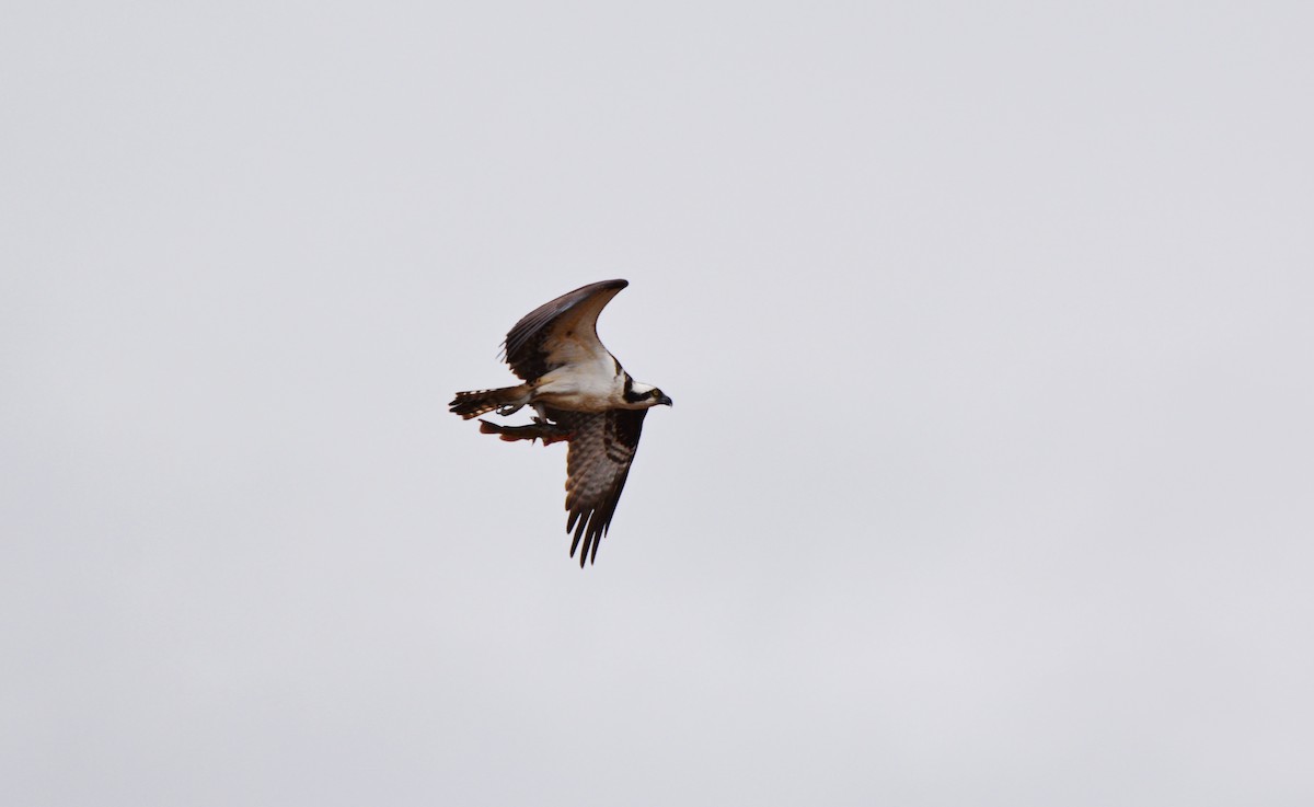 Osprey - Raymond Gagnon