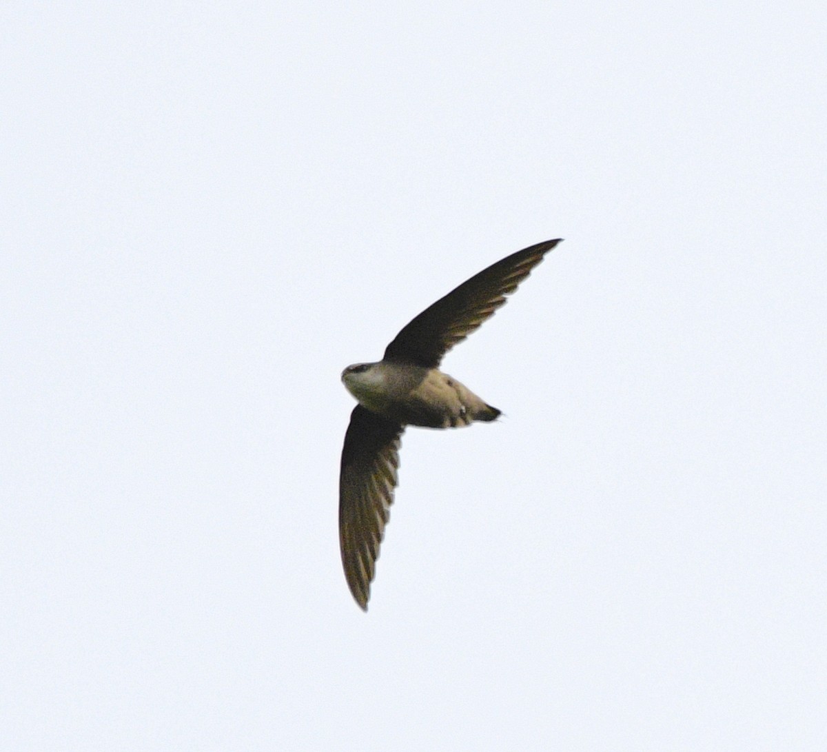 Chimney Swift - Claudia C