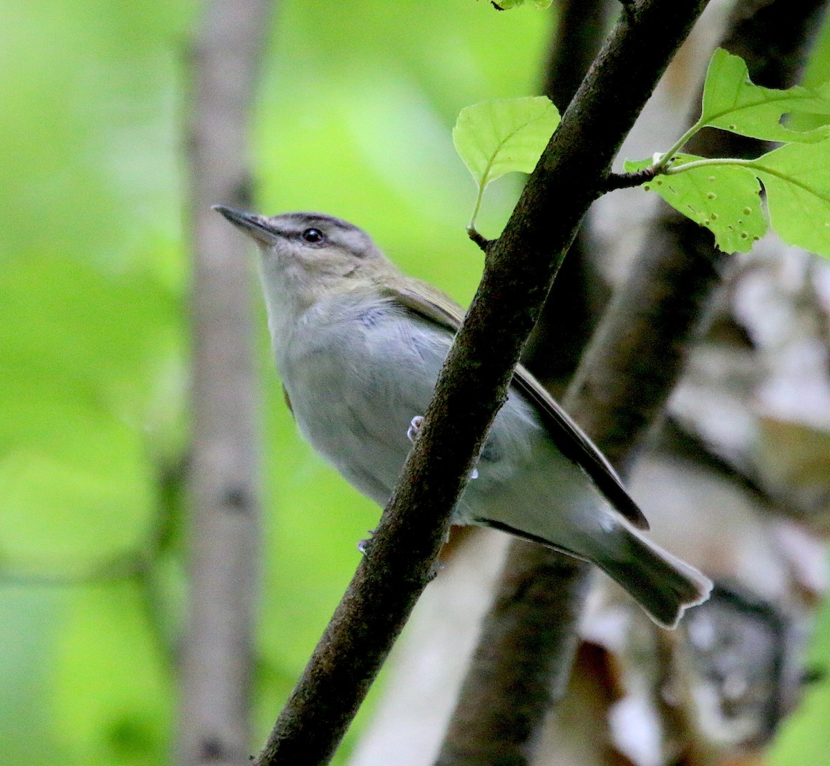 Red-eyed Vireo - ML574070681