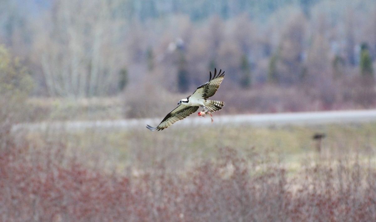 Osprey - Raymond Gagnon