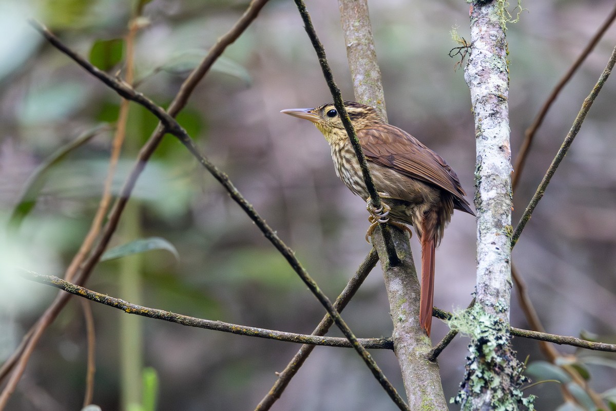 Pale-browed Treehunter - Gustavo Dallaqua