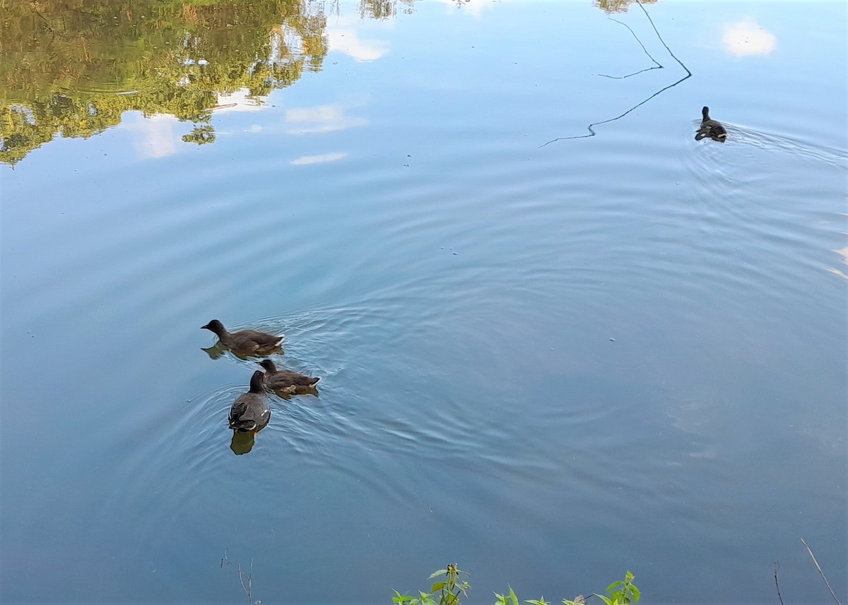 Common Gallinule - ML574074871