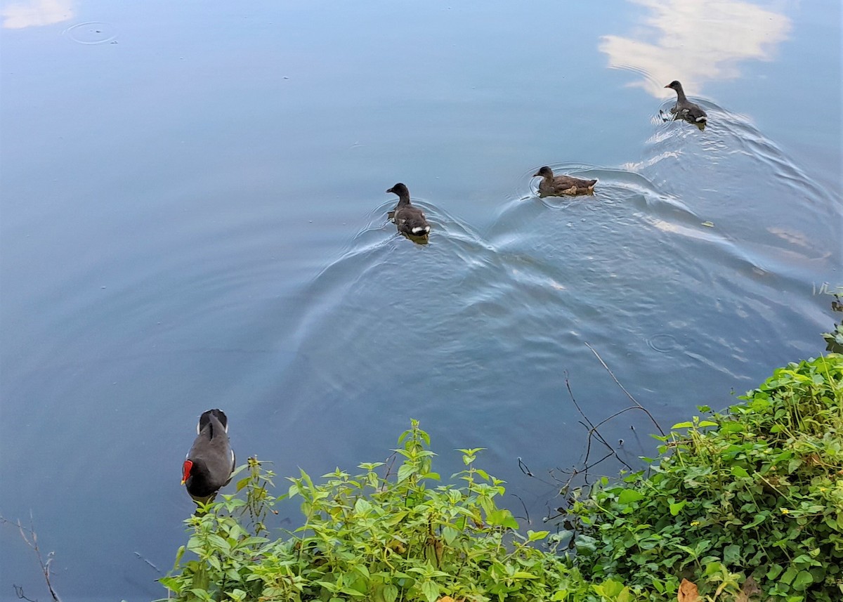 Common Gallinule - ML574074891