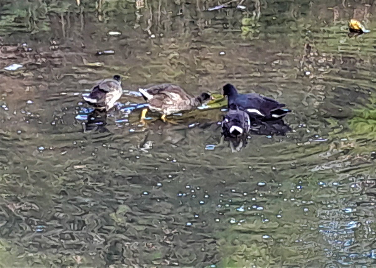 Common Gallinule - ML574074901