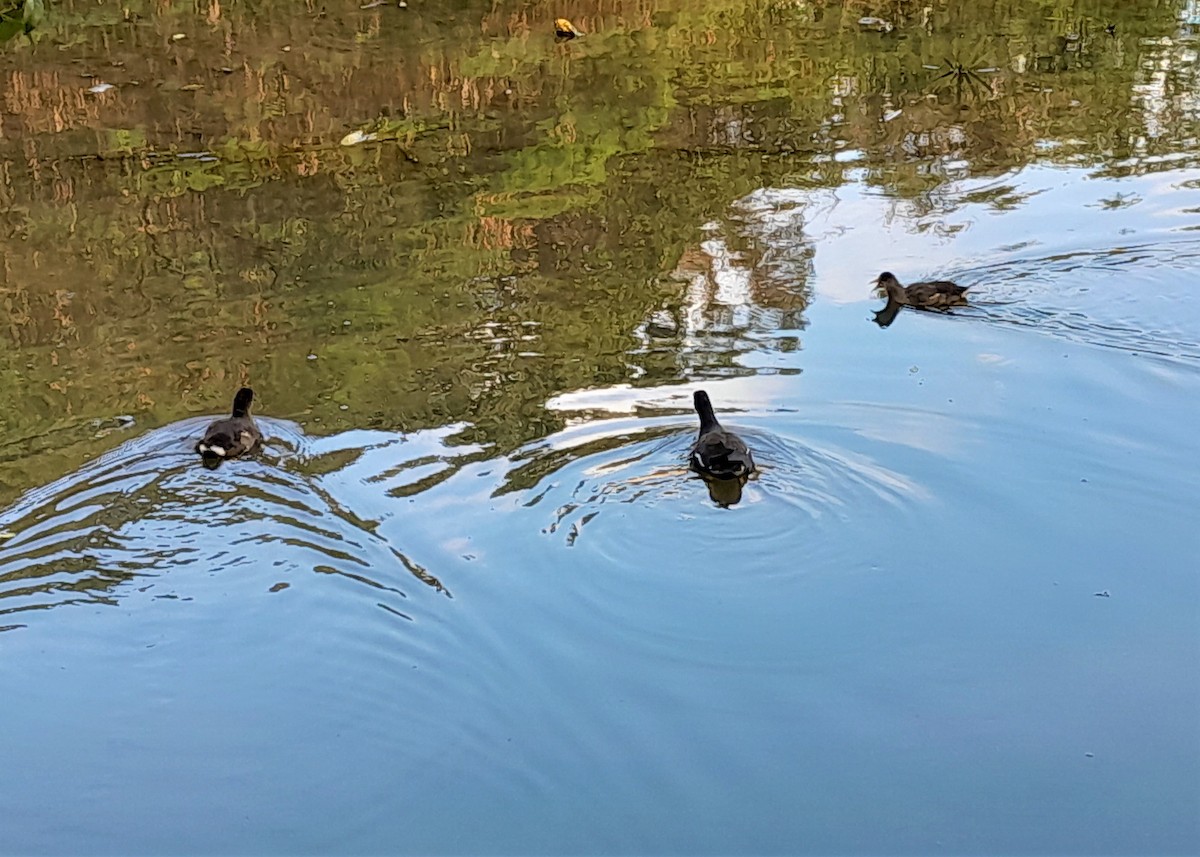 Common Gallinule - ML574074911